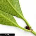 SpeciesSub: f. salicifolius